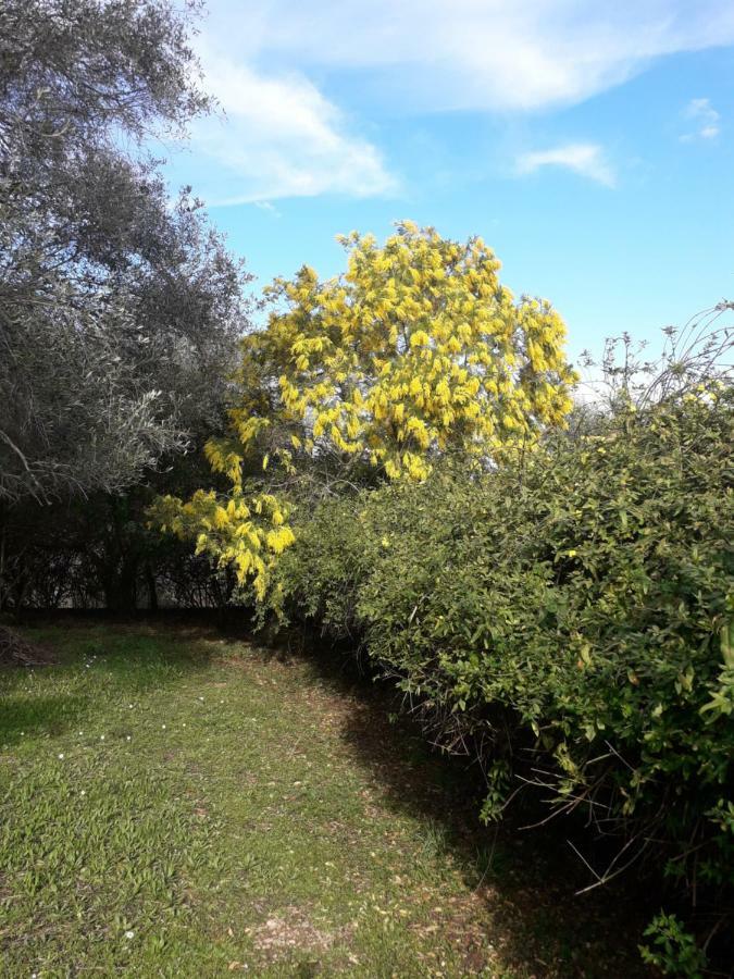 House In The Olive Garden Apartment Agios Ioannis  Exterior photo